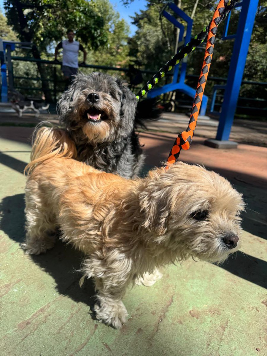 Estos perritos fueron encontrados caminando solos y sin correa en la Cra. 7ma. con Calle 70. Están en buen estado de salud.

Si conocen a sus tenedores por favor contactarse al Cel. 3107677021.

Favor compartir🙌