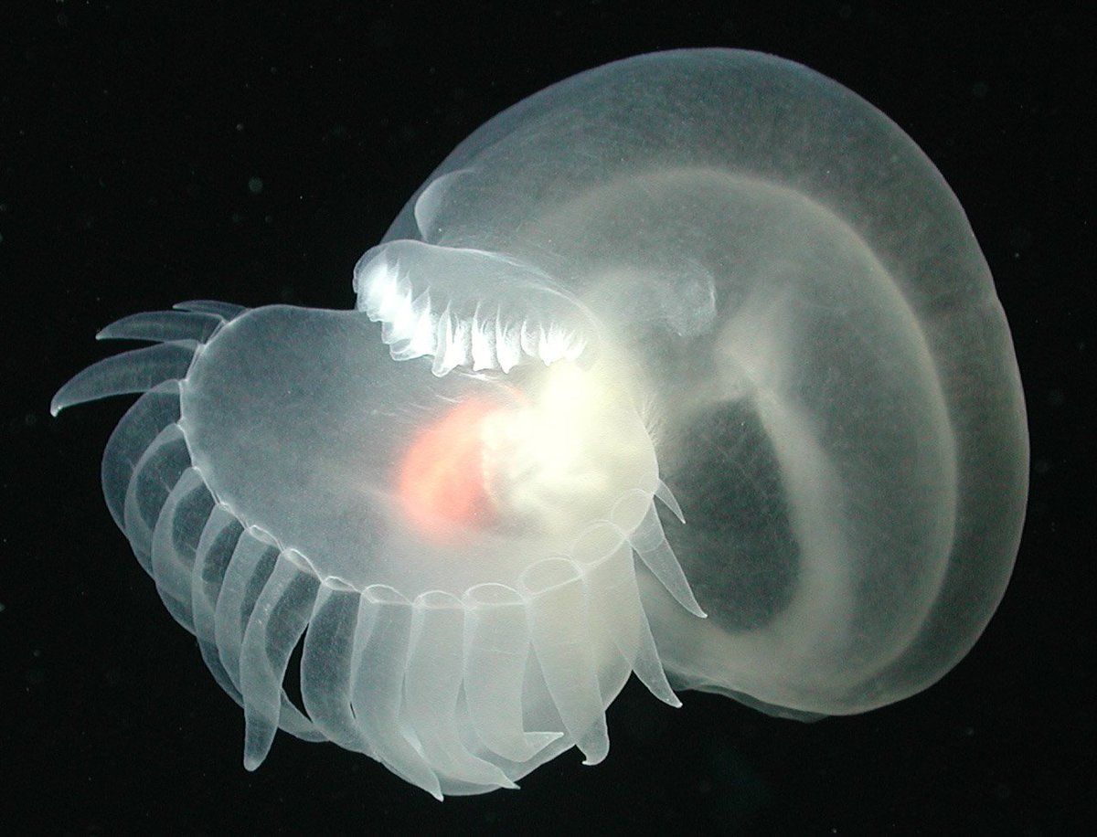 TheNorthAxis's tweet photo. Bathydevius (Deep-Sea “Ghost Fish”)
Species within the genus Bathydevius, first described in recent deep-sea surveys, live in the pitch-black trenches of the ocean. With translucent bodies and pale, lidless eyes, they drift through crushing darkness where few lifeforms can survive.

The deep ocean is increasingly threatened by mining and pollution before we even understand what lives there. These “ghost fish” embody both mystery and fragility. They're a living reminder that the scariest thing about the natural world isn’t what we know, but what we could lose before we’ve had a chance to see it.

‍