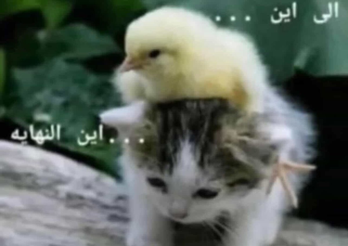 هنتجوز امتى طيب