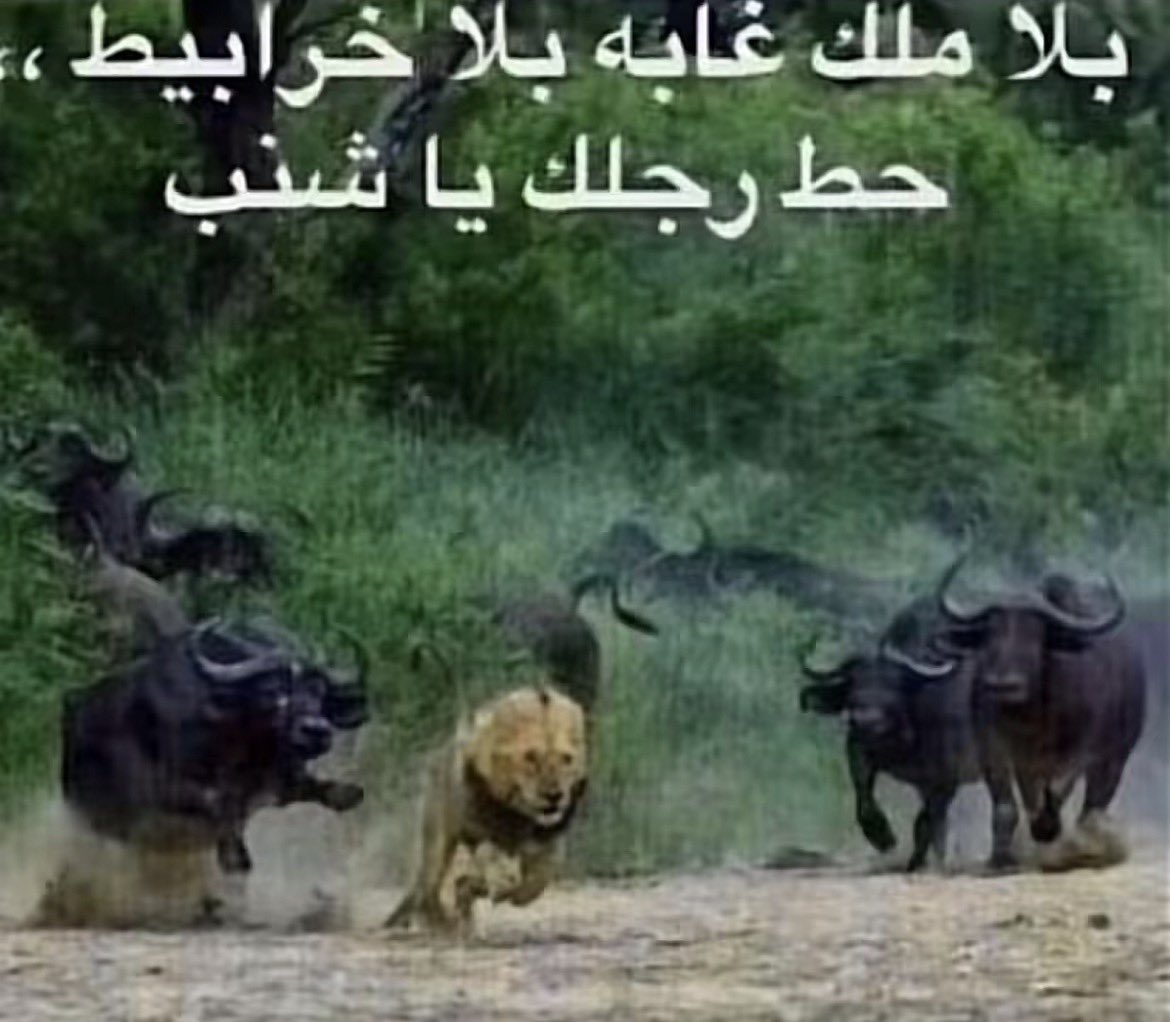 راكان tweet media