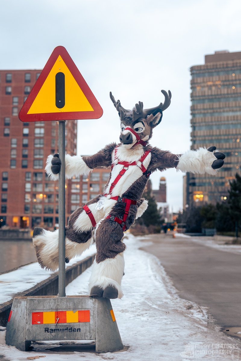 Furry C. Photo tweet media