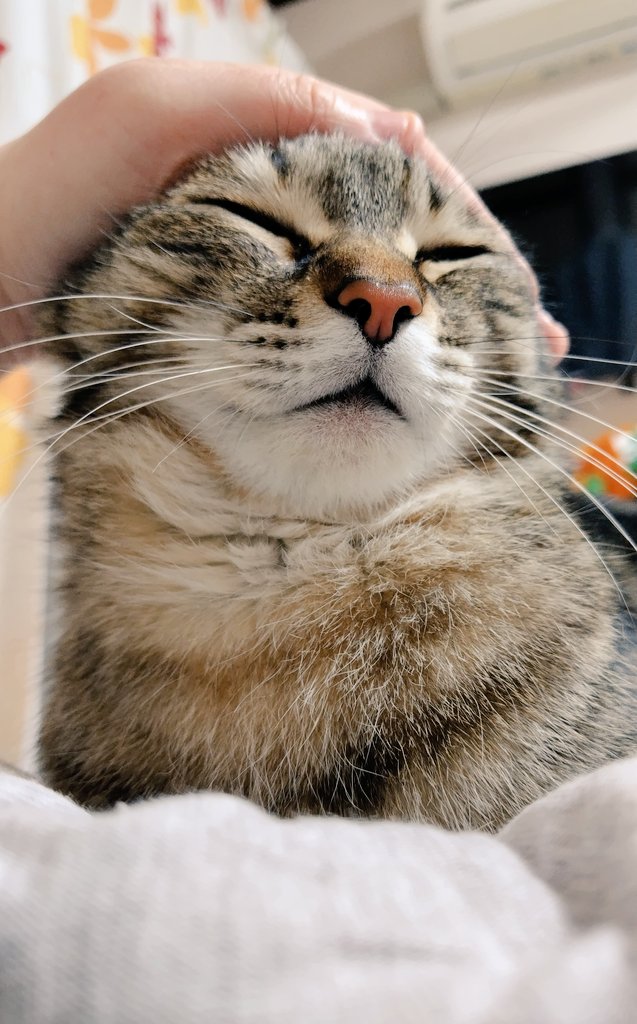 ゴロー🐾 tweet media