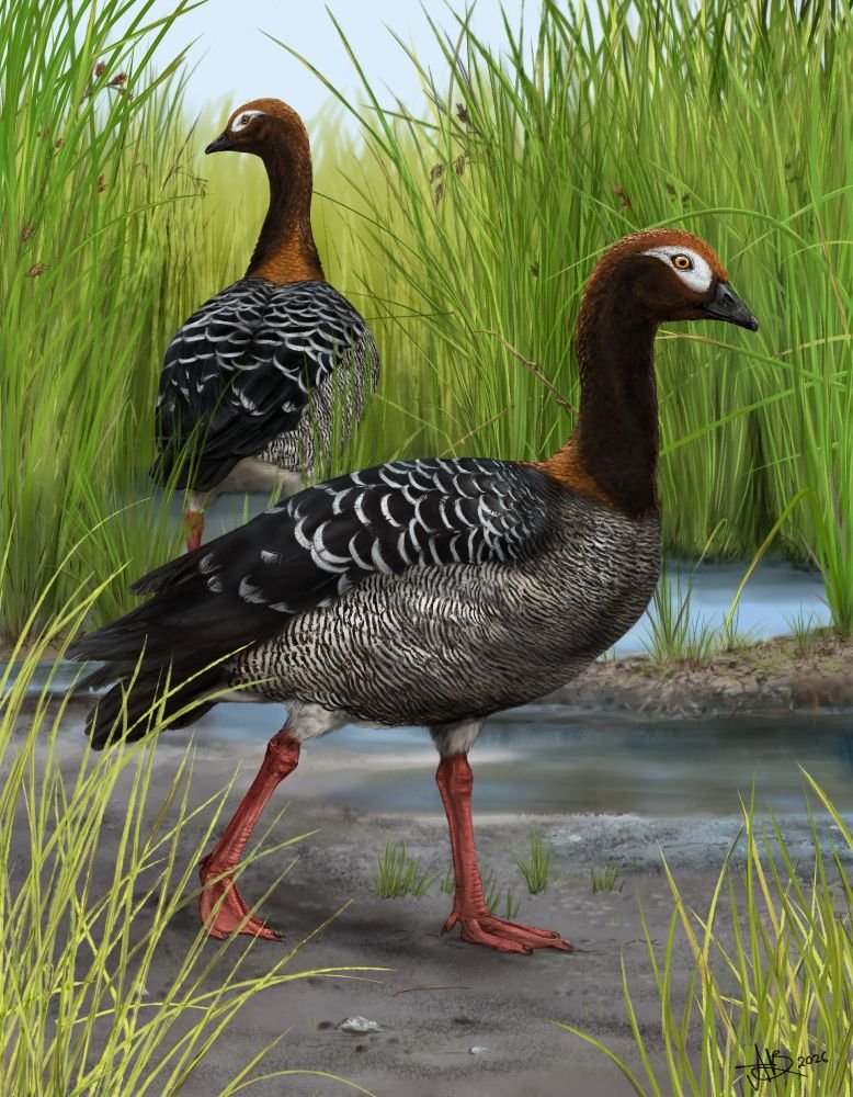 nic_rawlence_nz's tweet photo. Welcome to the world Meterchen luti, the St Bathans goose that lived in subtropical New Zealand 14-19 Mya (https://t.co/5BQ7bjV866), making it ten waterfowl species that lived around the giant palaeolake Manuherikia. Artwork by Sasha Votyakova/Te Papa CC BY-NC-SA. 1/13 🧵 https://t.co/VR6m5fZWn7