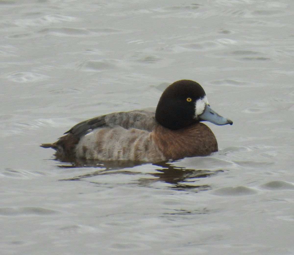 Another pleasant day with <a href="/DaveyManMcG/">DaveyManMcG</a> this time at #Marshide highlights being Snow goose, Smew and Scaup
