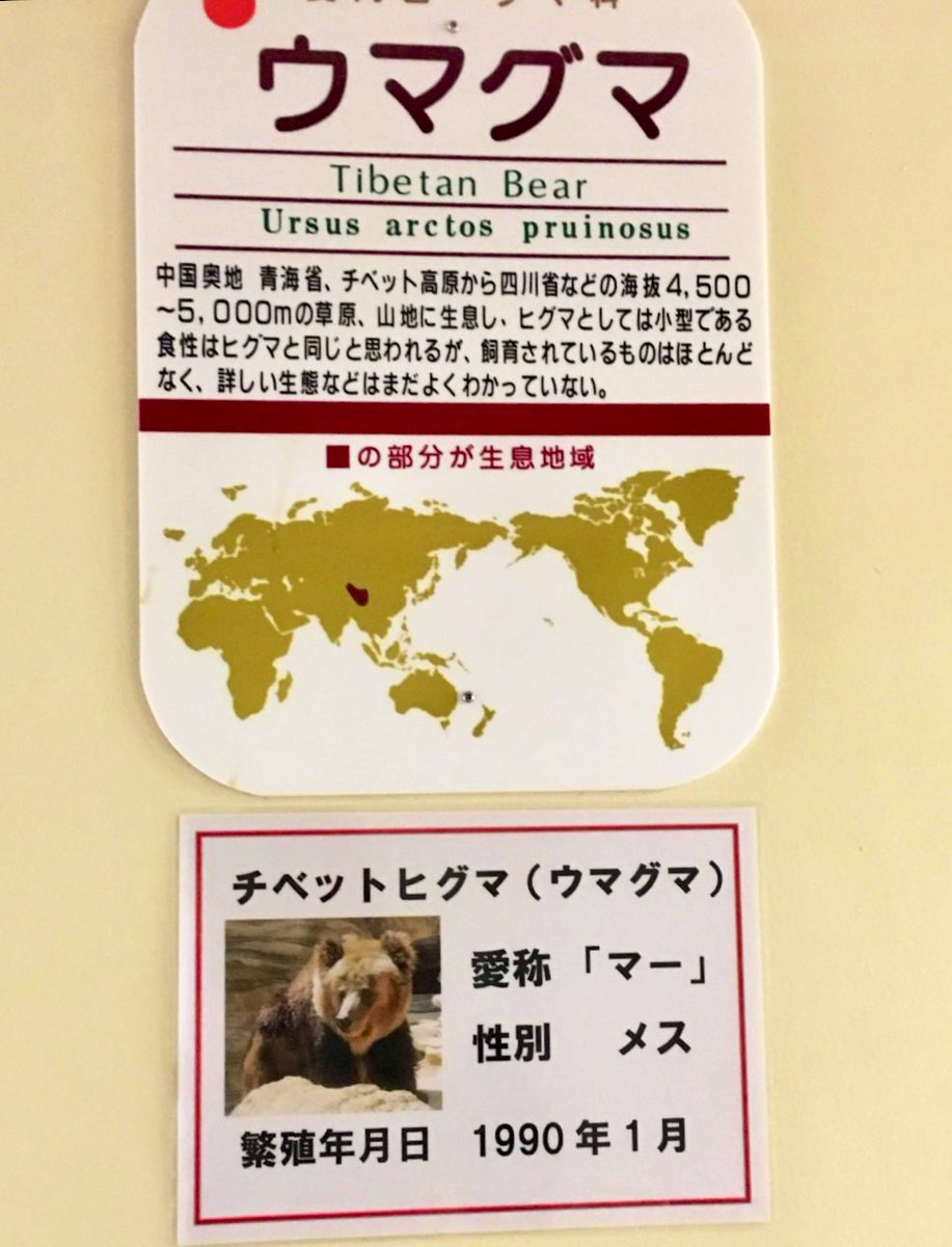 #王子動物園
#チベットヒグマ
#マー
マーさんには、一度だけ会うことができました。マーさんに出会えてよかったです。今までありがとう。どうぞ安らかに…🌈
(2019/3/3撮影)