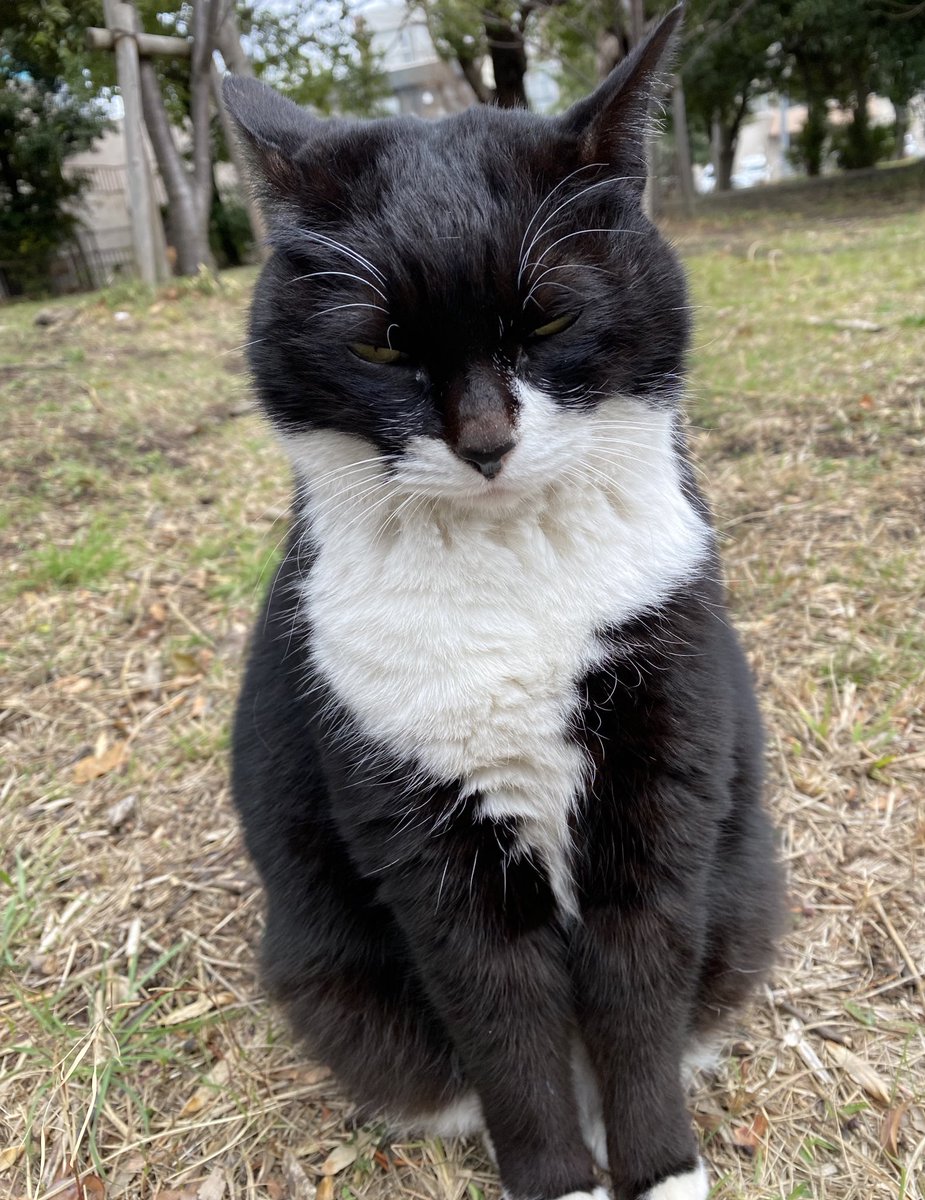 にゃん太郎 (@nyannyan__taro) / Posts / X