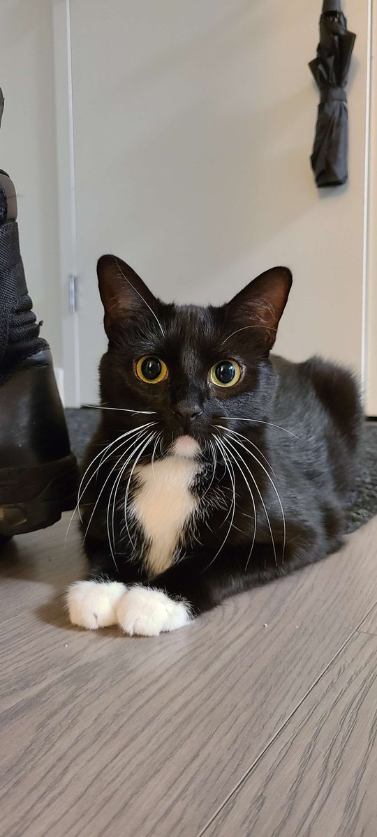 SmurfsX3's tweet photo. @Garrett_Watts A little late but this is Bean(Tabby disguised as tuxedo), and Kiko(Torby kitty). Bean was born outside of a taco bell with her siblings(it was bean,supreme,and Chalupa). We adopted her when she was a kitten ❤️. Kiko we adopted from a shelter and she is a very needy Baby.❤️❤️ https://t.co/Y54GSYKqca