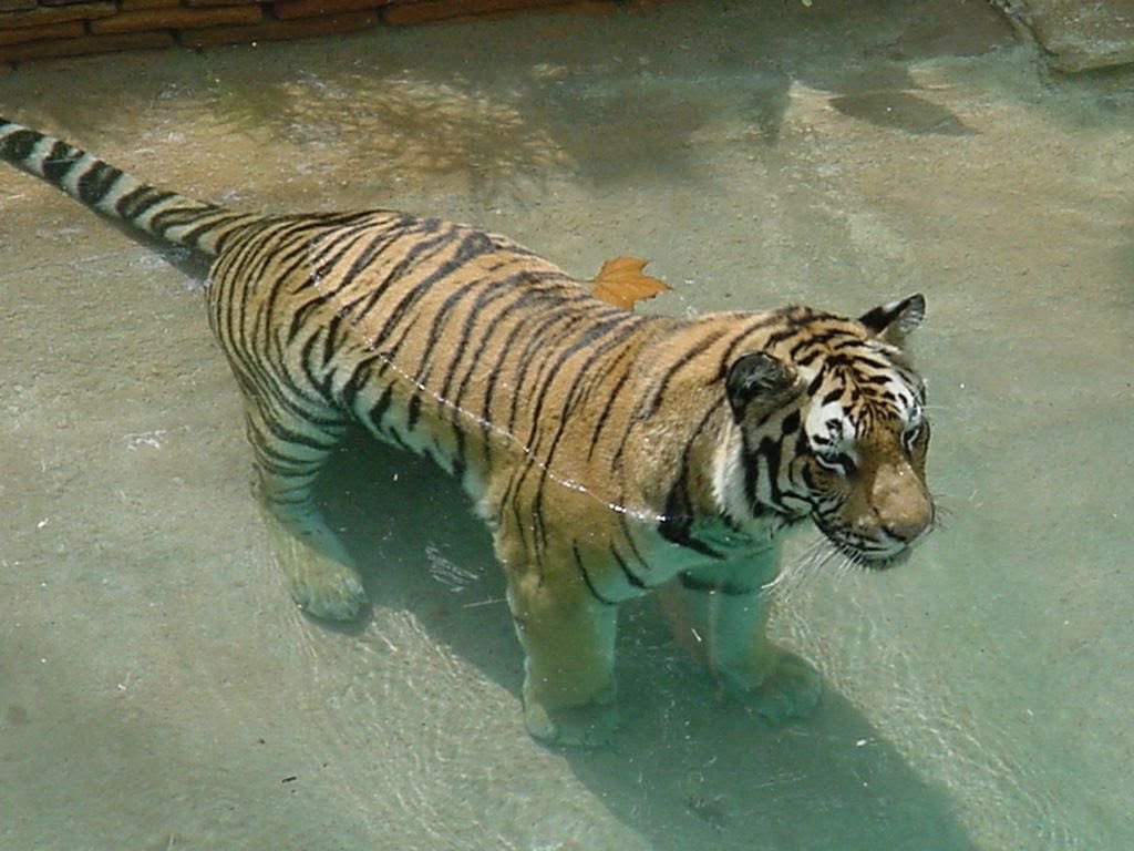 Erm … I forgot how to swim