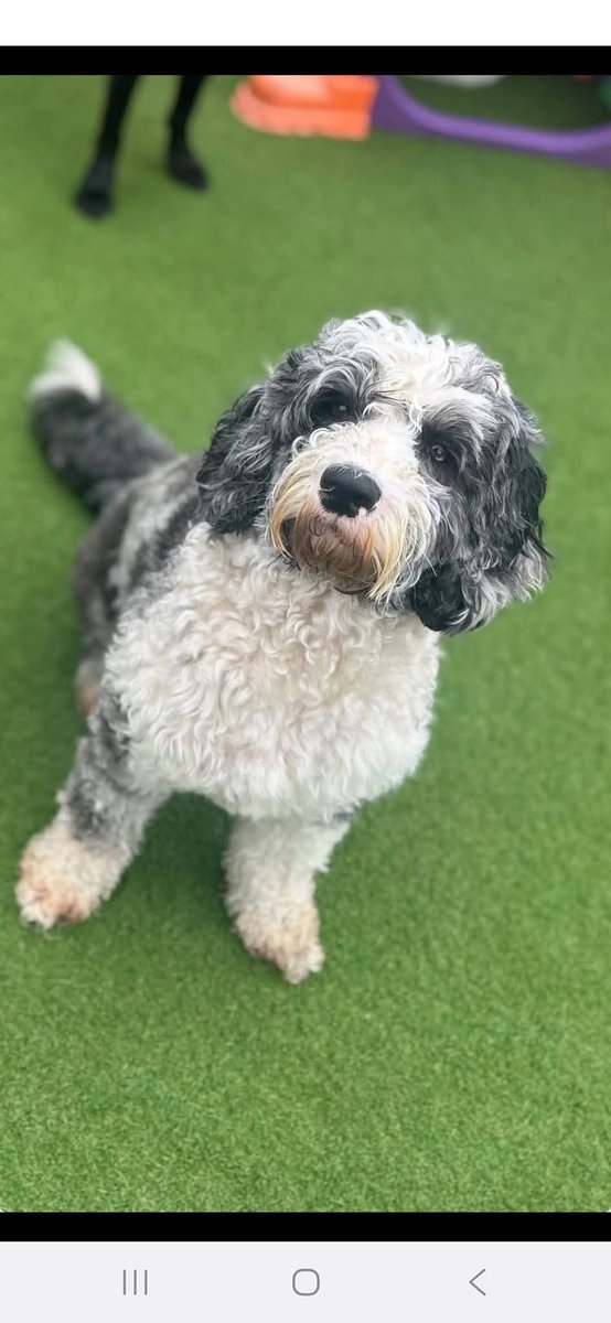 rosiedoc666's tweet image. #StolenDogHour 
Week 25 SASHA IS STILL MISSING 💔 Some1 must know something/we believe stolen #theftbyfinding 
This hurts so much we need to know what's happened, where she is and get her home Pls  any info or, think youve seen or suspect some1 has her contact me on 07541 493664