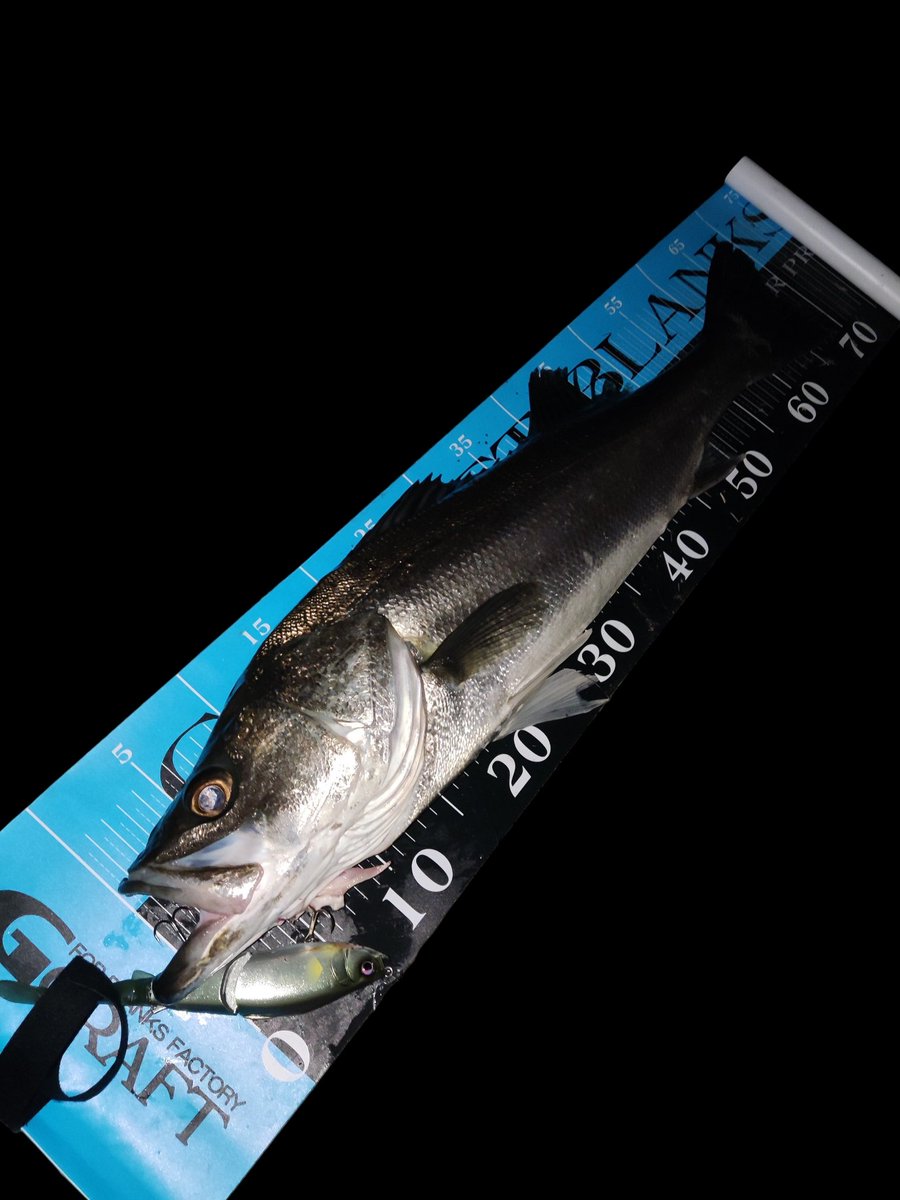 着いて1投で水面爆発💥 今まで食わず嫌いしててゴメンよ 君はすごい