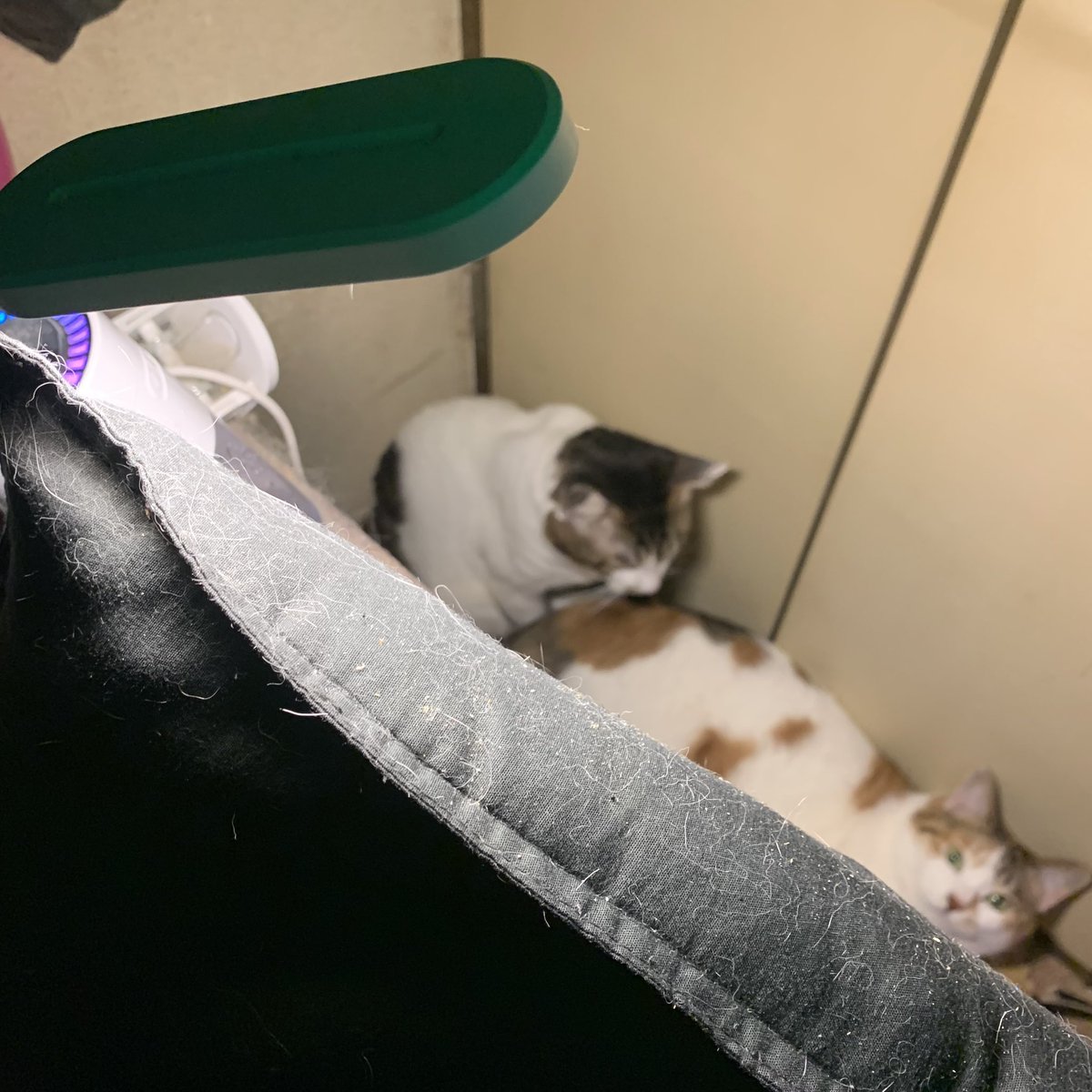 それにつけてもこのキャッツ #猫59 #デンパワ59