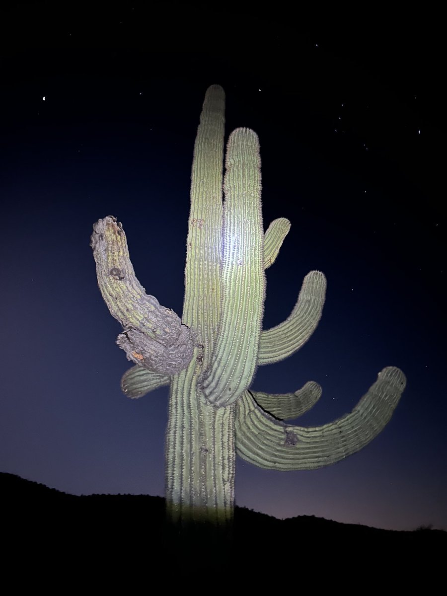 looking for doves in saguaro holes