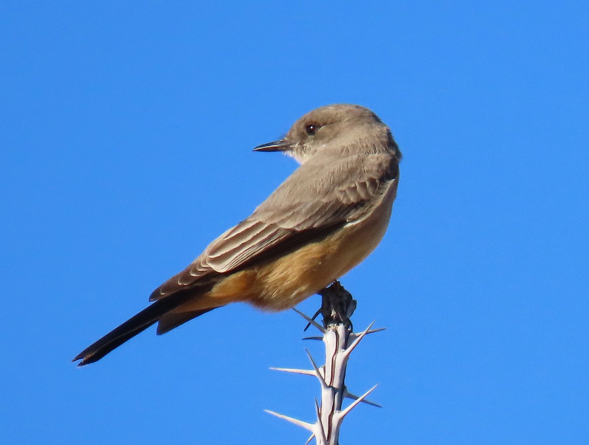 #ChihuahuanDesert today.  1st 2:  Cactus Wren; 2nd 2:  Say's Phoebe