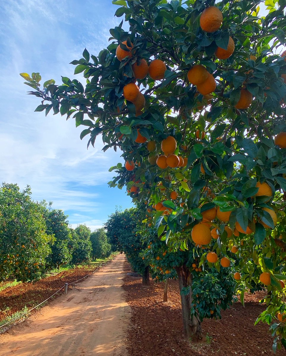 Gospa Citrus tweet media