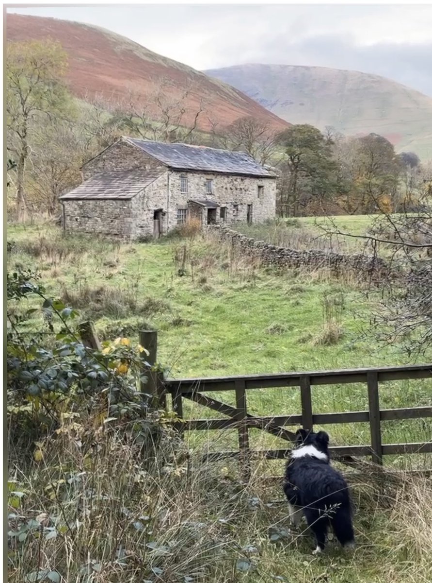 Alison O’Neill ~ Shepherdess tweet media