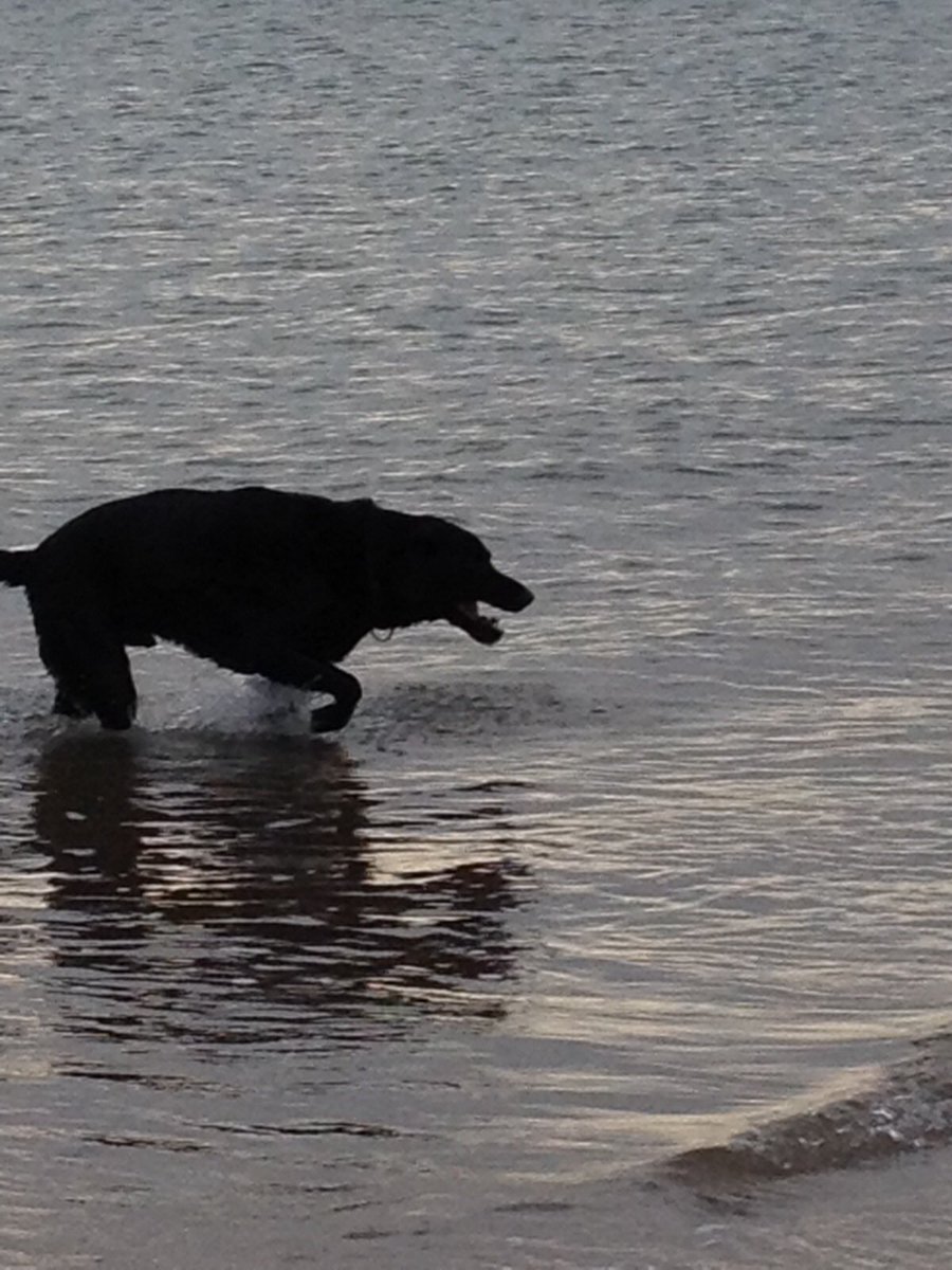 Blue 🦋 Butterfly tweet media