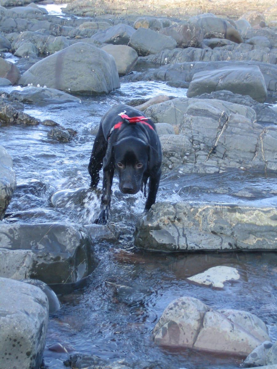 Blue 🦋 Butterfly tweet media