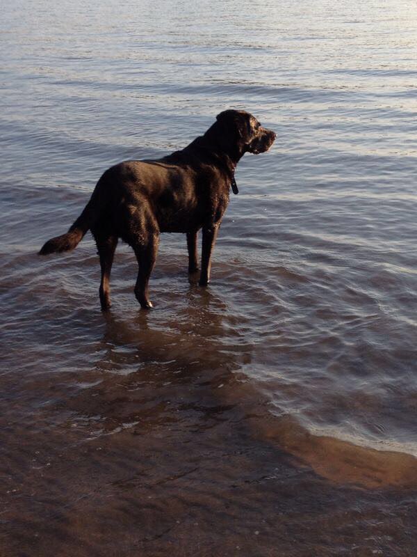 Blue 🦋 Butterfly tweet media