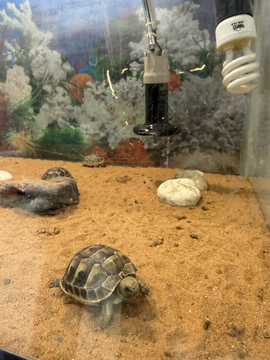 ABDULLAH HAMAD ALMOUSA tweet media