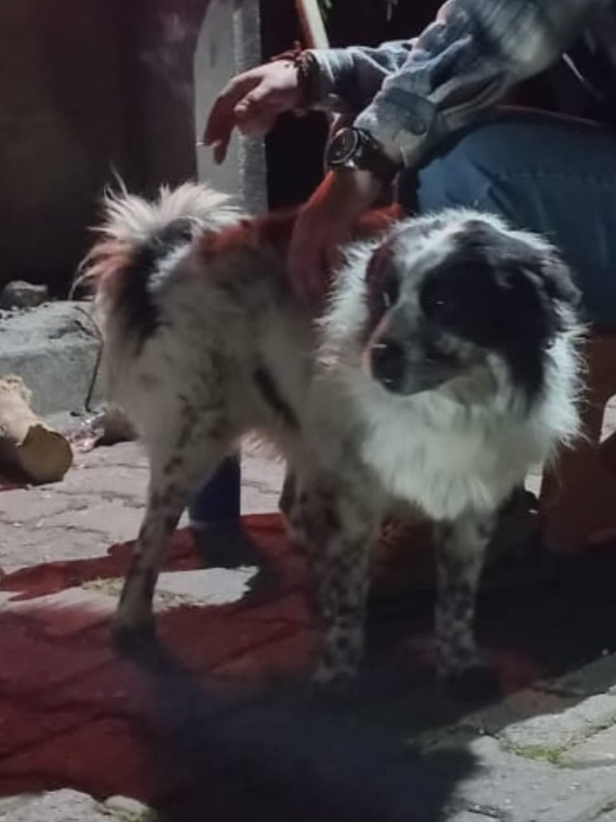 "Akçaabatta 20 gün önce kayboldu.Bulanların +90 505 498 03 81 numaralı telefonu aramalarını rica ediyoruz. Trabzon  facebook.com/photo/?fbid=13…