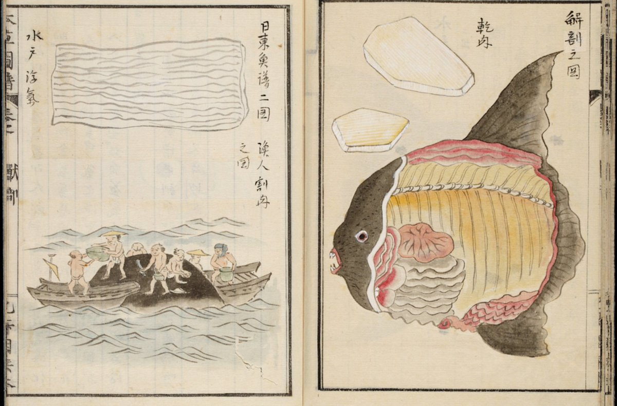 shinobu_books's tweet photo. 翻車魚 Manbo
Ocean sunfish  (Mola mola)