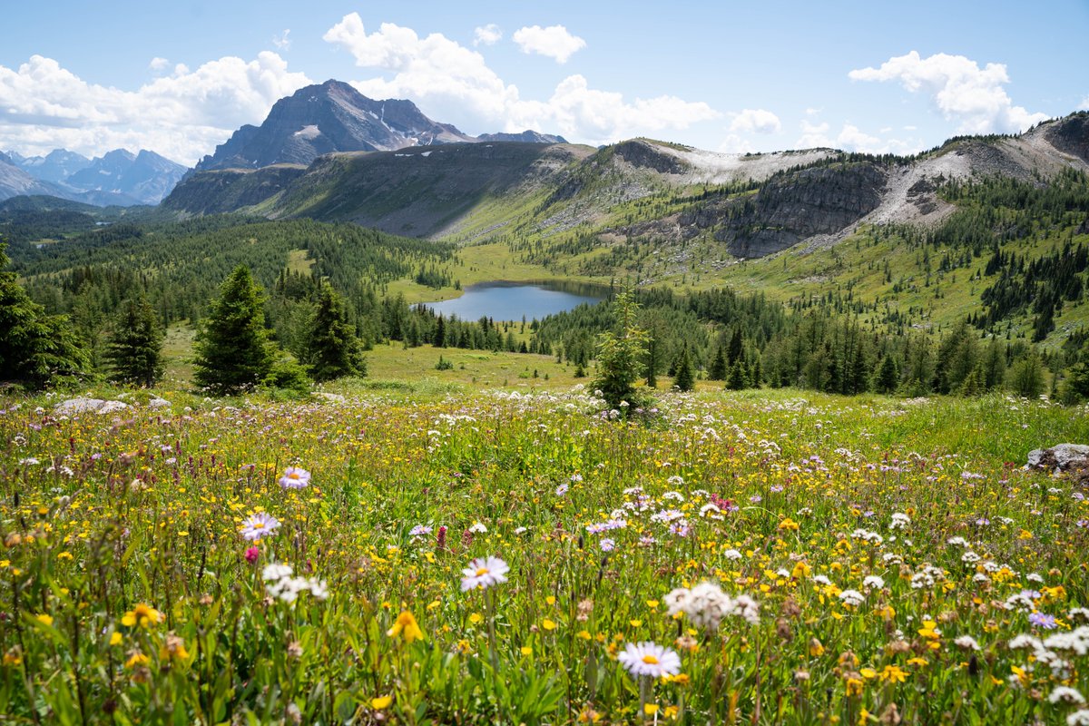 Kyle Brittain tweet media