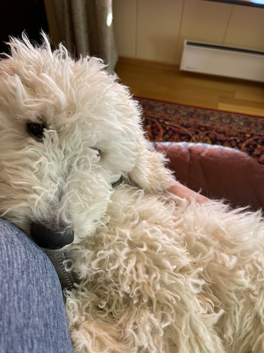 dante 🇧🇻🏳️‍🌈🐩 tweet media