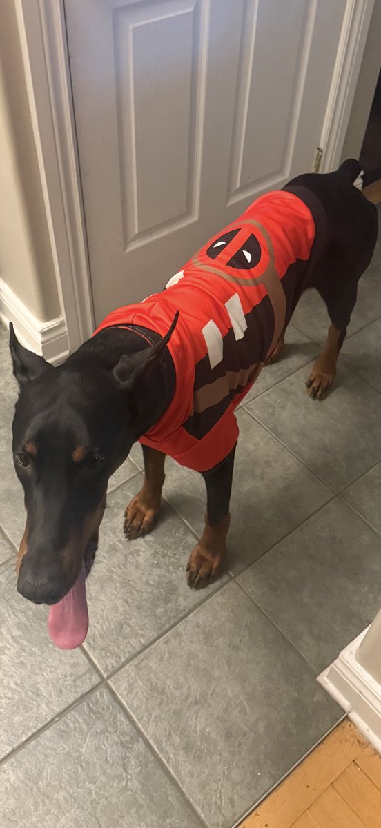 McalpineWfg's tweet photo. Dukepool 
(Duke the doberman) @vancityreynoldd @VancityReynolds https://t.co/CF7hwsiCgi
