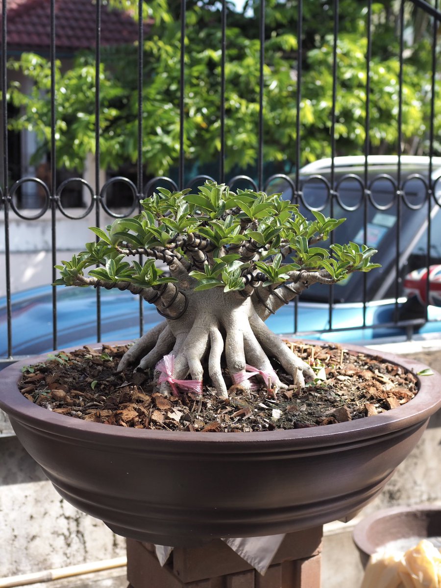 Didthana tweet media