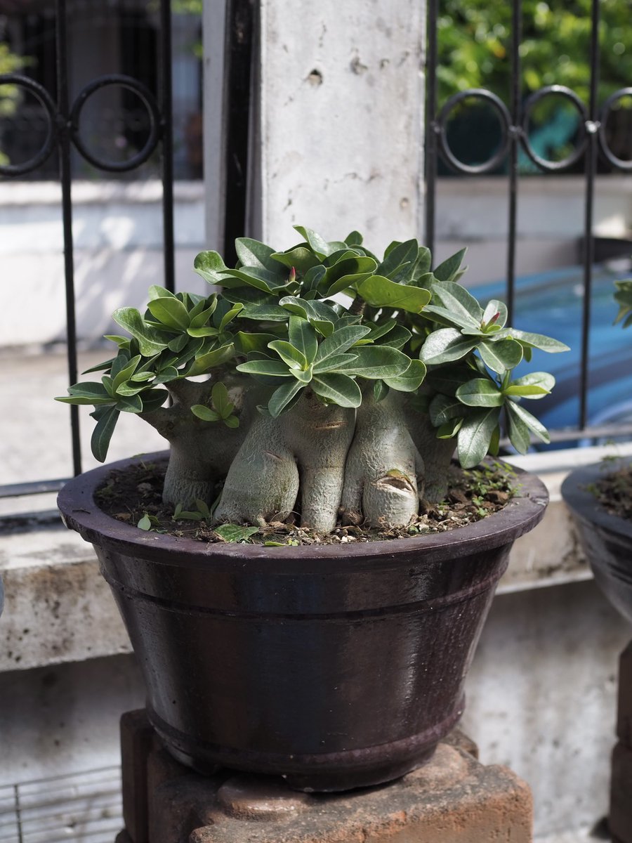 Didthana tweet media