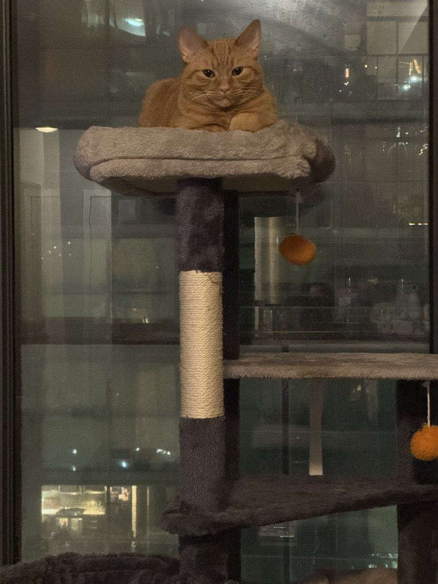 kobertthecat's tweet photo. kobert the great demands u have a good week https://t.co/t5c9XbT8tr