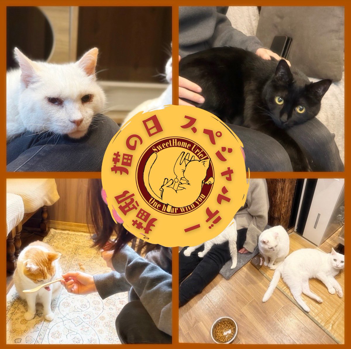 【完全個室猫カフェ】猫邸スイートホームウリエル tweet media