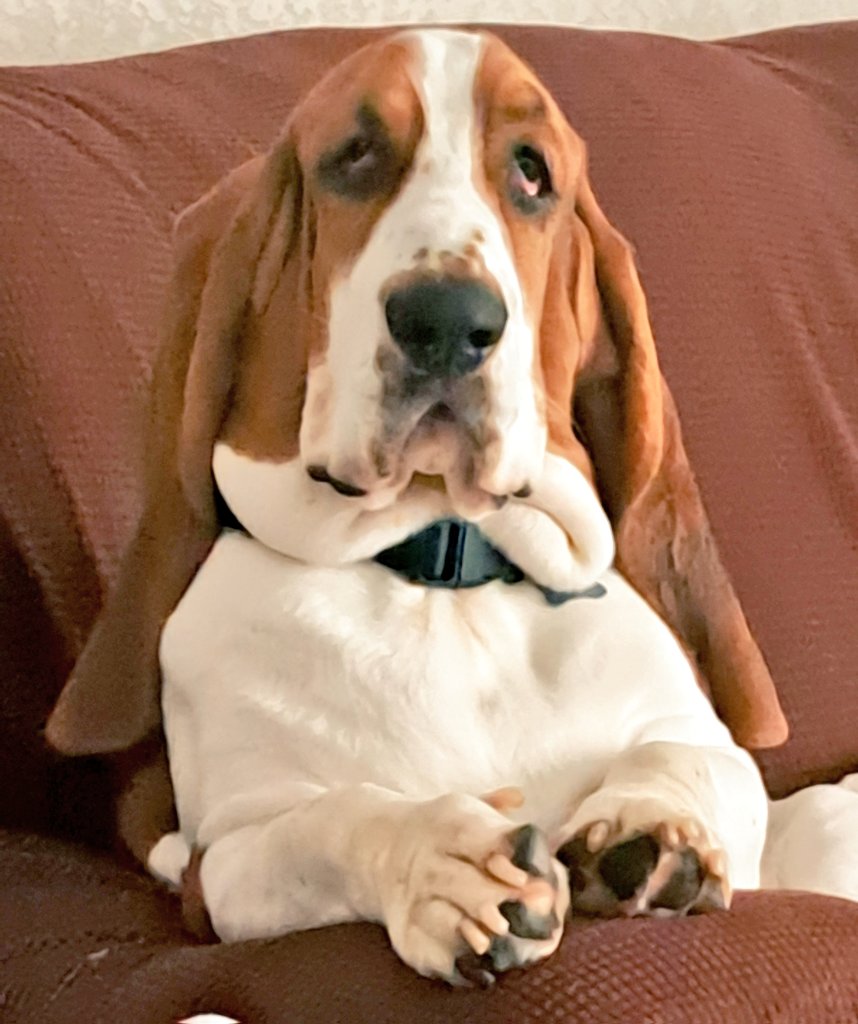 SA Islanders tweet media