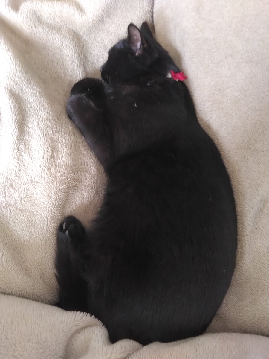 気持ちよさそうね…🐈‍⬛💤