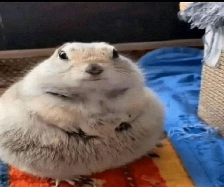 i get my fursuit back tmmr im so exited