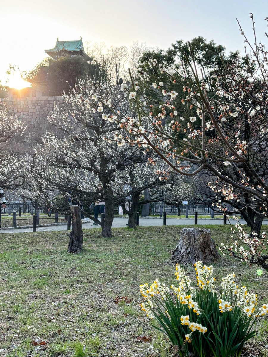 cresosaka's tweet photo. 大阪城公園梅林へ
梅が咲きだすともうすぐ春かな～って嬉しくなります☺️
梅林に入るなり、いい香りが漂ってちょっとウキウキ🌸 https://t.co/CwdyAwo5U6
