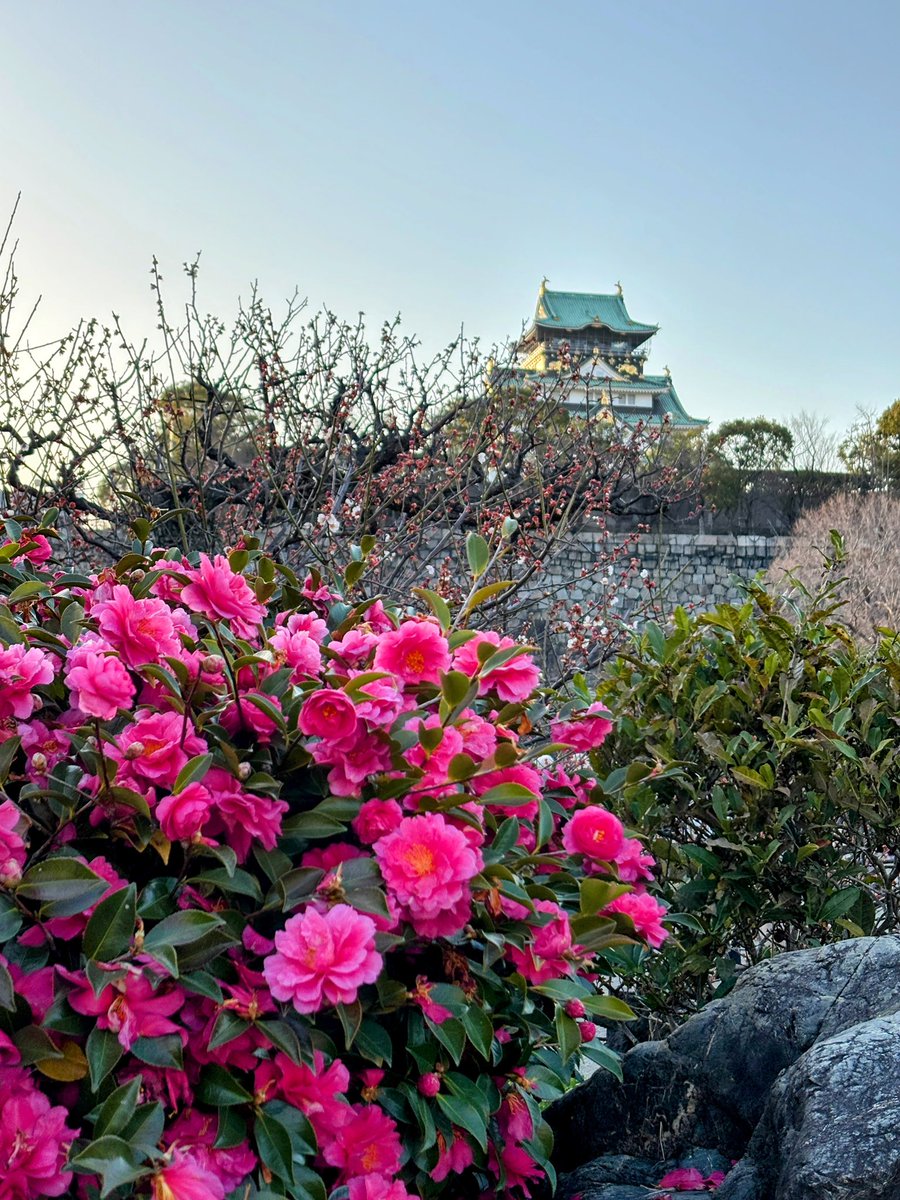 cresosaka's tweet photo. 大阪城公園梅林へ
梅が咲きだすともうすぐ春かな～って嬉しくなります☺️
梅林に入るなり、いい香りが漂ってちょっとウキウキ🌸 https://t.co/CwdyAwo5U6