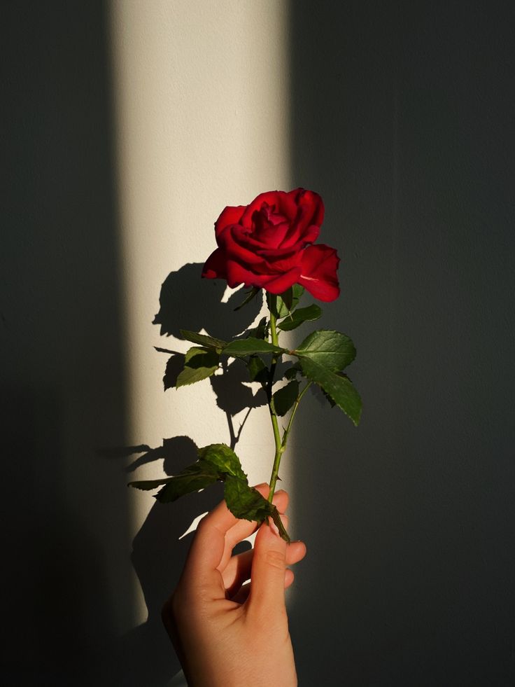 Reee07970660's tweet photo. Mine was,Rose.
Yes It's a cliché indeed
After a long time I stopped being a fan, Hanni made me come back again.

 he made me love and admire him
Everything about him blooms beautifully in my eyes.
ROOTED AS PARKHADANS WEEK
#GrowWithHanSpirit
#HappyParkhadansWeek
#해피박하단주간 https://t.co/eKYRq75pVT