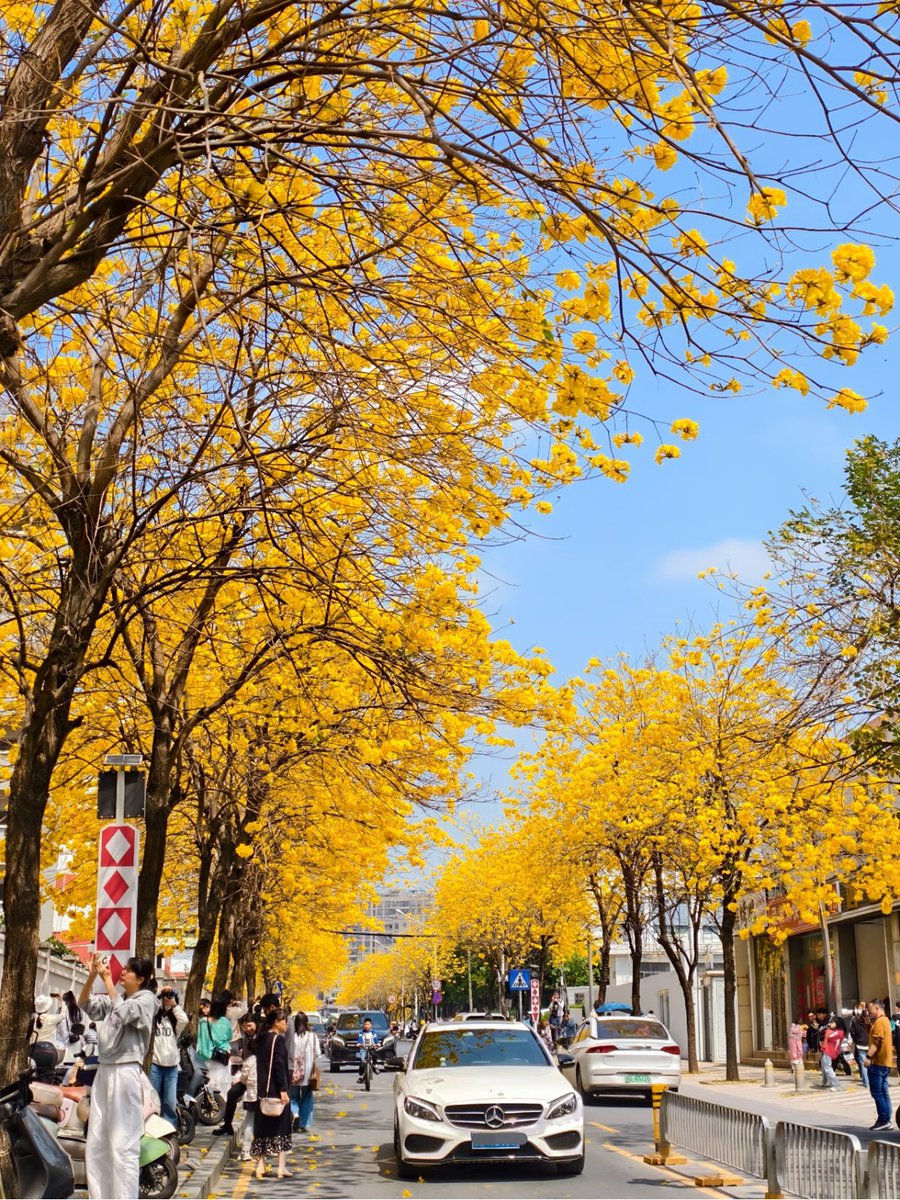 J4sonWong's tweet image. 春游第五站:深圳，春天的鲜花大道具象化了🌼
The fifth stop of the spring outing: Shenzhen. The flower-lined boulevards in spring have come to life. 🌼
#春游 
#springouting
#深圳
#Shenzhen