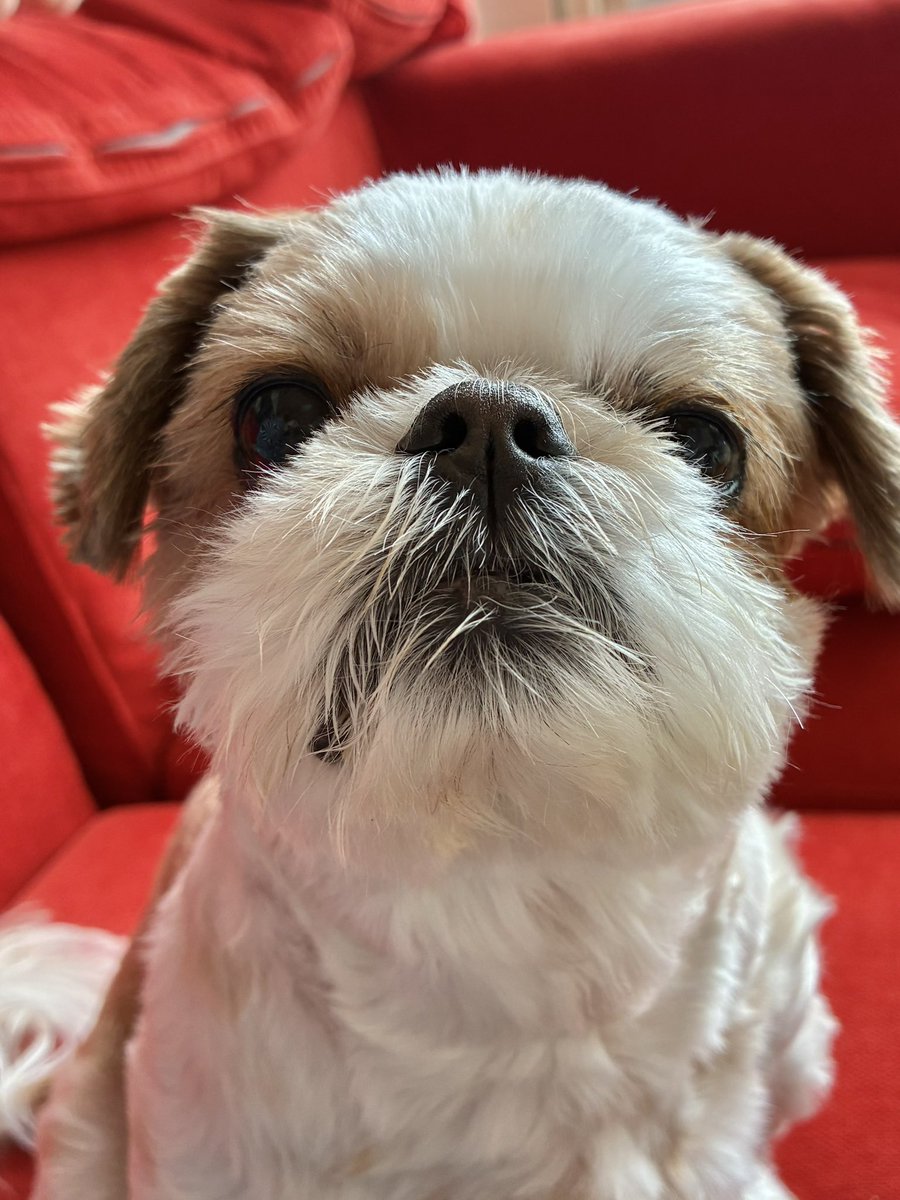 定期的に自慢される鼻
＃シーズー
今日もかっこいい鼻だよ