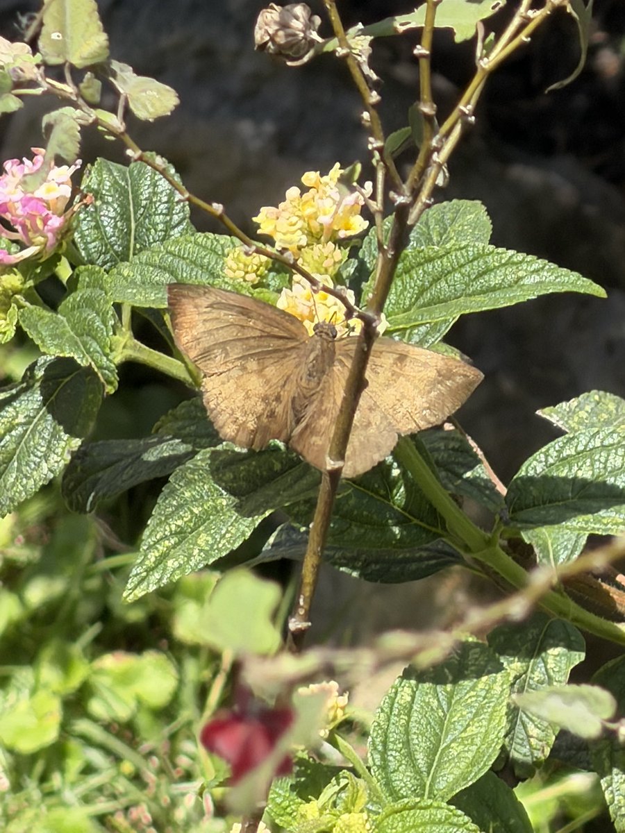 Saltarina Alas de Hoz Pálida, la mas común en el separador, nativa colombiana.