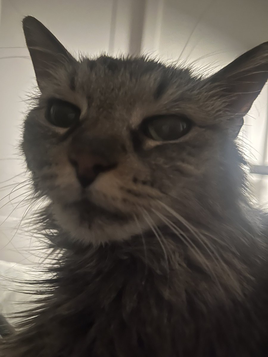 julie 🦩🍩🌟 tweet media