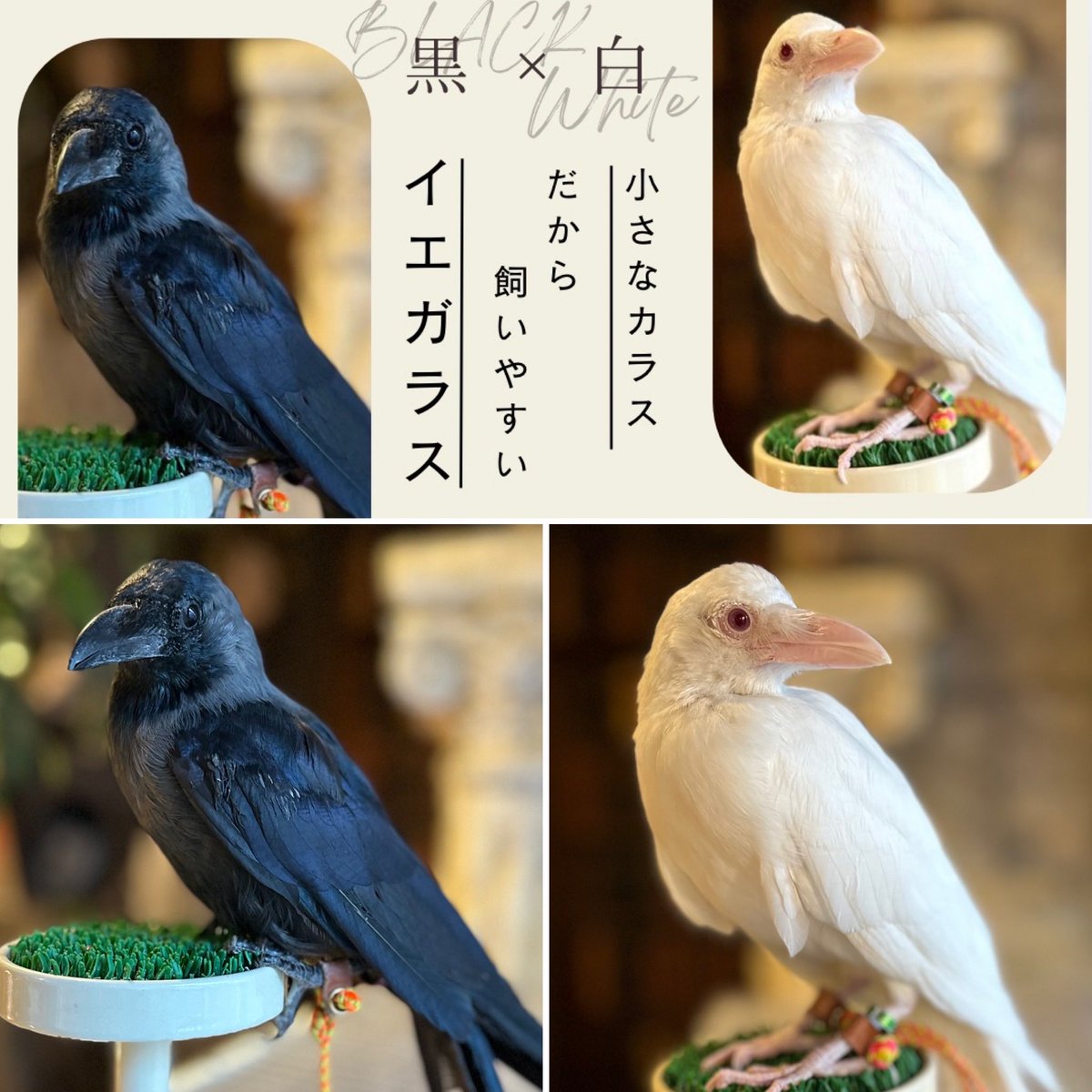 toricaferoppong's tweet photo. カラスを飼ってみたいという方、案外多いのでは😊
アルビノイエガラス（白）は家族募集中‼️
ノーマルイエガラス（黒）は次回入荷のご予約受付中です💡
＿＿＿＿＿＿＿＿＿＿＿＿＿＿＿＿
お問合せはこちらから👇
公式LINE🟢https://t.co/8CPazMvREz
＿＿＿＿＿＿＿＿＿＿＿＿＿＿＿＿

今年こそ、憧れのカラス飼育してみませんか☺️
#鳥のいるカフェ #イエガラス #販売 #予約