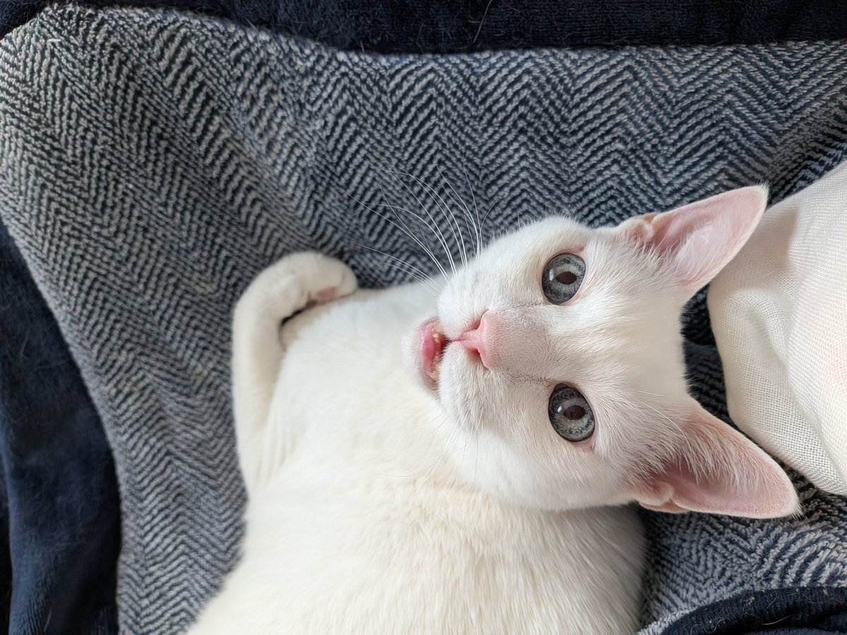 ルチア(14歳)。もうお爺ちゃんだけど、血液検査の結果が全て異常なしでホッと胸を撫で下ろす💮