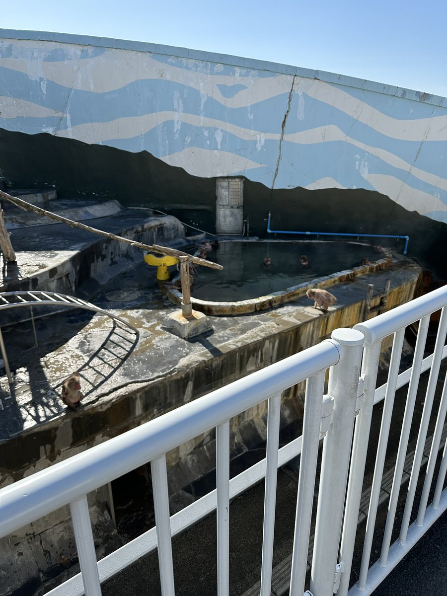 今日猿🐒植物🪴行ってきた