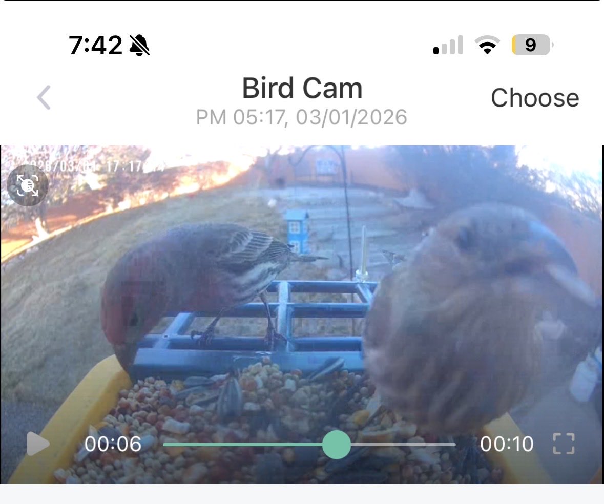 FetchingFox's tweet photo. @megantheevalium Looks to me like a house finch! I set up a bird cam to stalk at my parents house and they get tons. They seem to favor the sunflower seeds here. https://t.co/2EKcB9dTWg