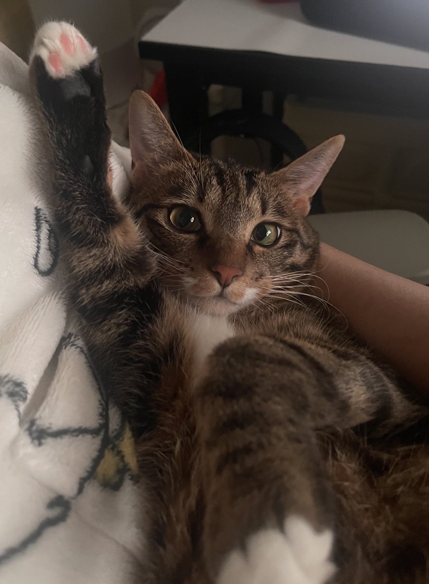 엉니가 오늘도 출근 안하고 집에 있는게 넘우 좋은 코냥이 손~