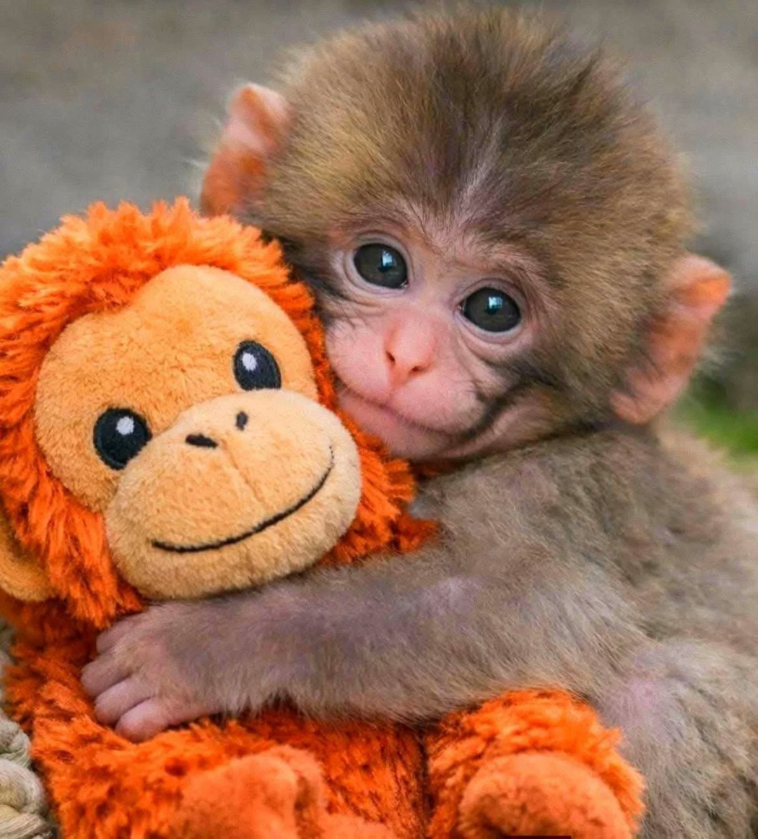 ANIMALIA tweet media