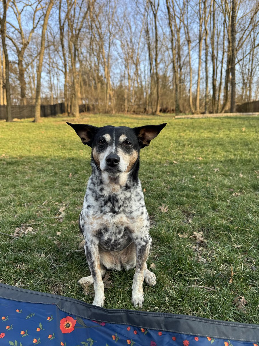 ZethOlive's tweet photo. @BarstoolBigCat @PAWSChicago Mozzarella says HGD Stella girl! https://t.co/Eyt0rUApgf