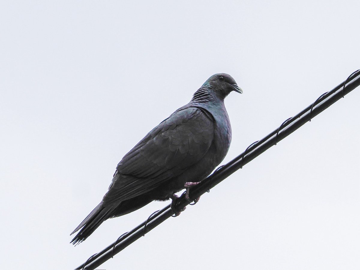 本日は雨☔
世界遺産センター周辺も強い雨が降っています。ご来館の際は足元にご注意ください。

森の奥から聞こえる「ウッウー」という声。
その正体は カラスバト。
キジバトよりやや大きく、首元が緑色にきらりと輝く、国の天然記念物です。
